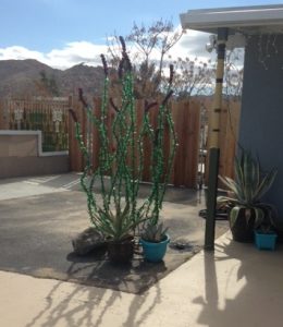 Recycled Glass Ocotillo